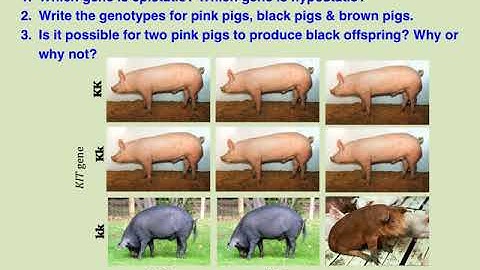 Modifications of Mendelian Inheritance: Epistasis