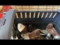 Roller Pigeon Breeding update/YB