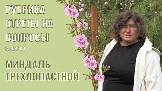 Ответы на вопросы выпуск 1: Миндаль трехлопастной