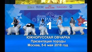 Южнорусские овчарки. Презентация породы. Южнорусские овчарки. Презентация породы.