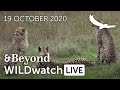 WILDwatch Live | 19 October, 2020 | Morning Safari | South Africa