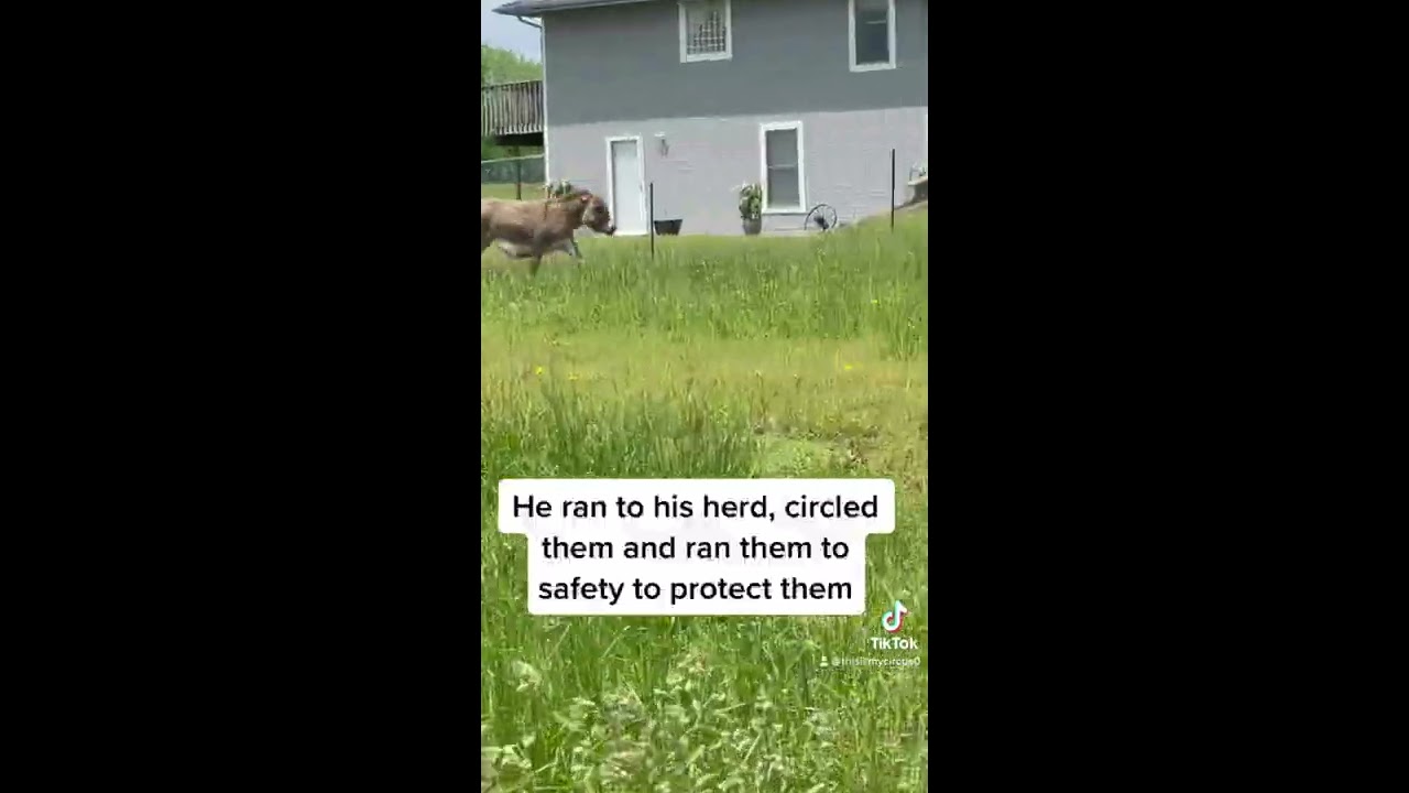 Guard Donkey Waffles Goes Viral