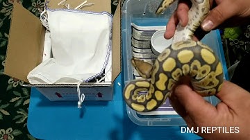 Vicious latest addition, 0.1 Orange Ghost Het Clown Ball python