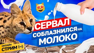 Стрим 5.12: Реакция взрослого дикого кота на молочко из детства