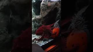 Patricia the octopus enjoying her Pumpkin sheddaquarium chicago