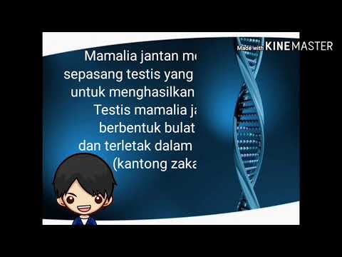 Video: Pada amfibia kloaka adalah bukaan biasa untuk?