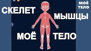 Тело человека - Мышцы и Скелет. Для детей