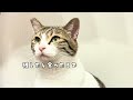 【保護猫】人間の言葉を全て理解してそうな猫