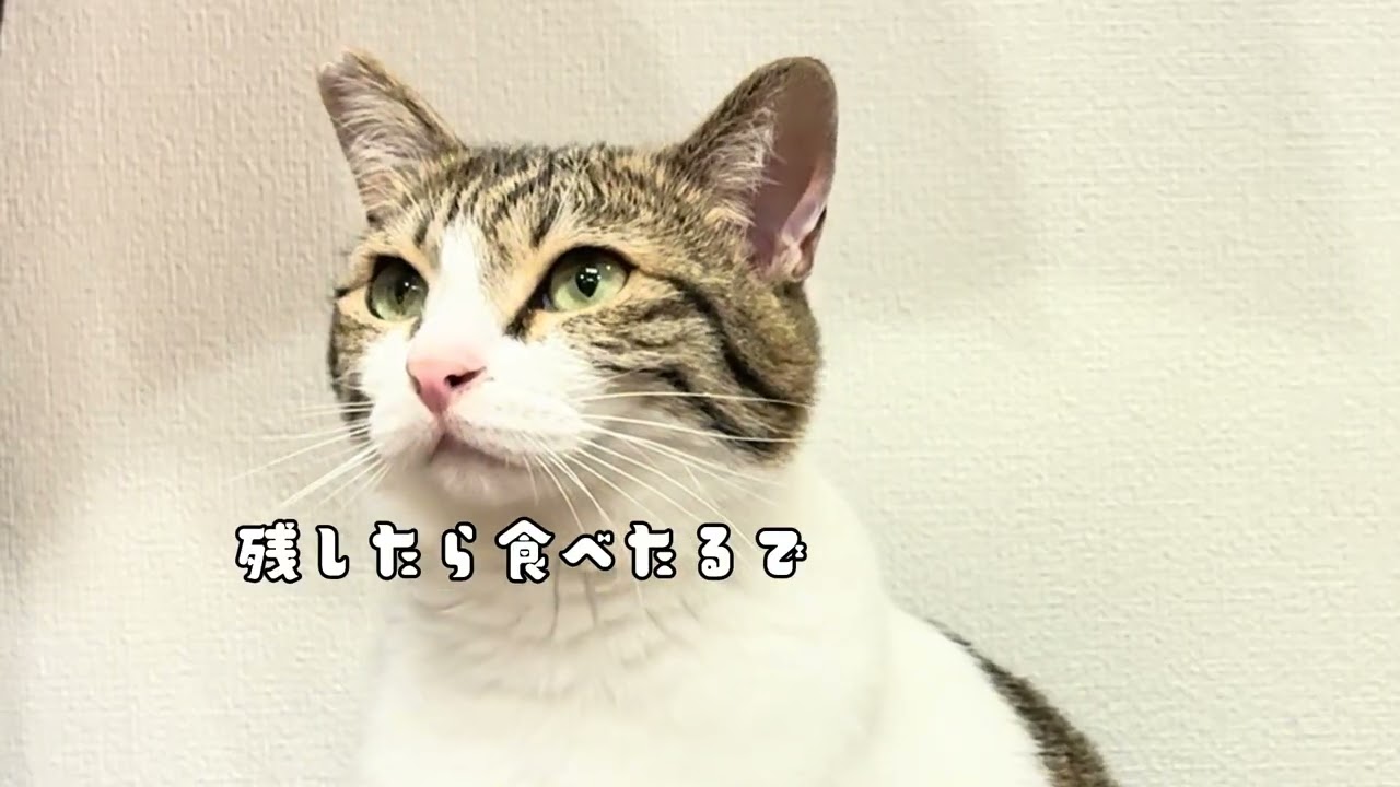 【保護猫】人間の言葉を全て理解してそうな猫