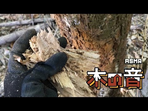 木の音(ASMR)