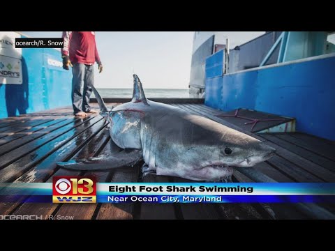 8 Foot Shark Tracked Near Ocean City, Maryland