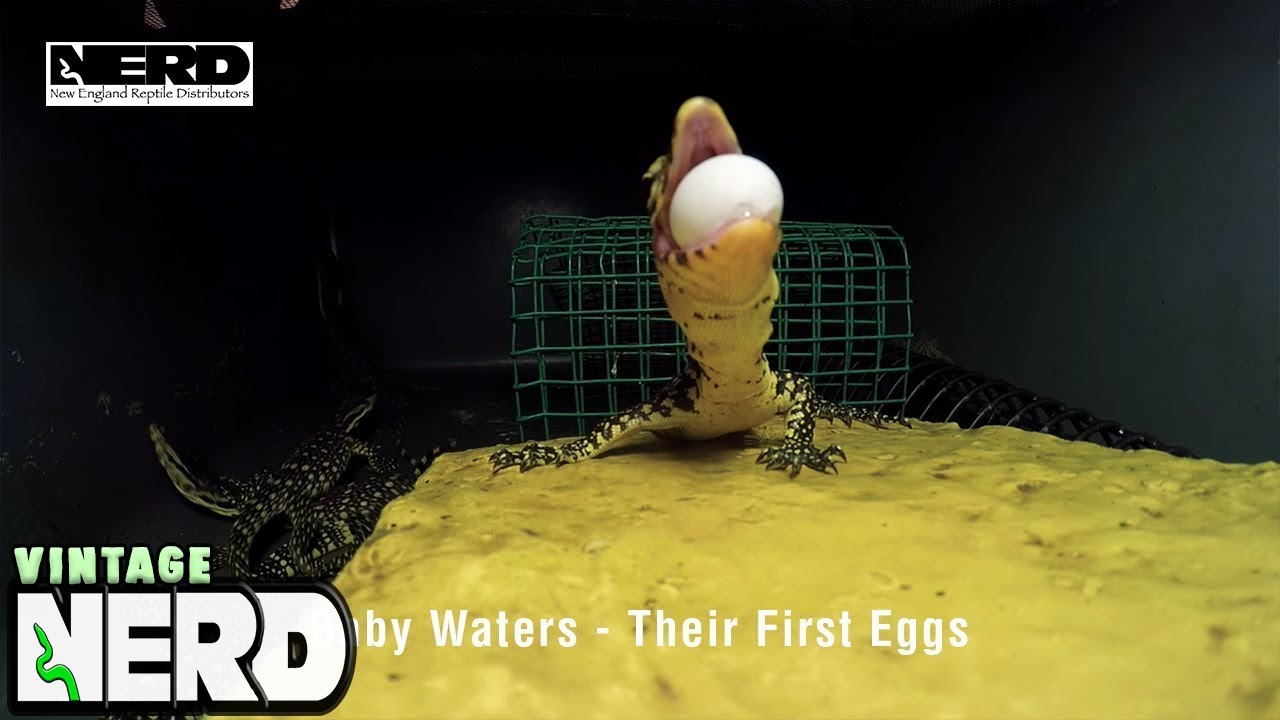 vlogs in spanish Baby Waters - Their First Eggs