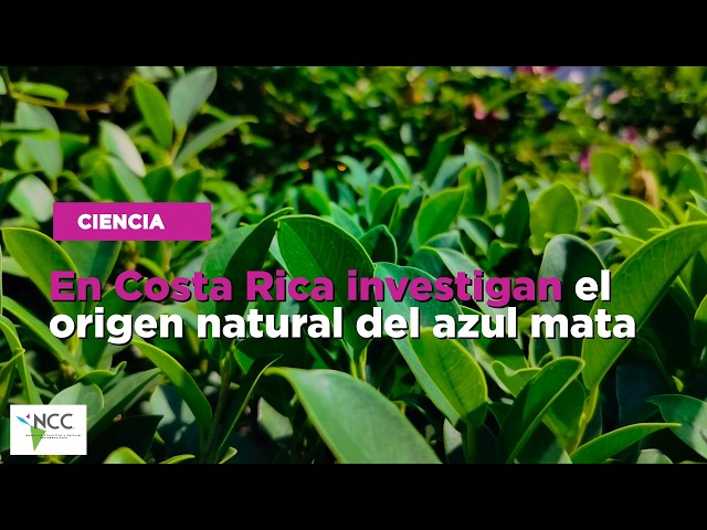 En Costa Rica investigan el origen natural del azul mata