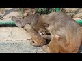 Monkey eating lice