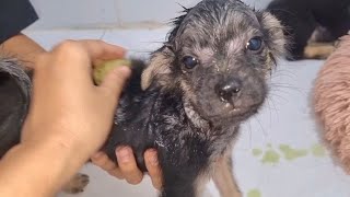Nhà khế trị xà mâu, ghẻ cho chó, mèo bằng cách này - YouTube