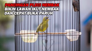PANCINGAN PLECI BIKIN LAWAN IKUT NEMBAK DAN CEPAT BUKA PARUH