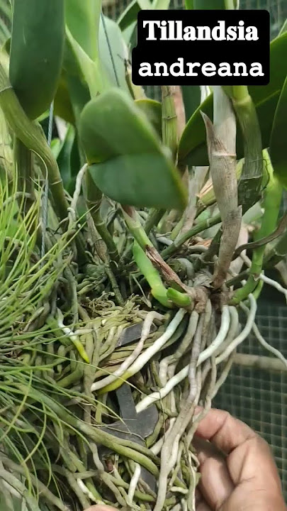 airplant #garden #airplant #plants #orchidboutique@geethasanil9912