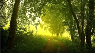 Пение птиц в лесу утром Birdsong in the forest Nature Sounds - Звуки природы Пение птиц в лесу утром Birdsong in the forest Nature Sounds - Звуки природы