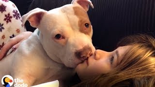 Awkward Pit Bull Loves Kissing His Mom | The Dodo