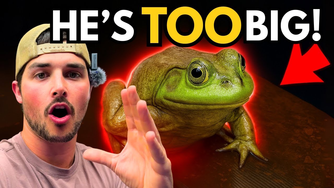 Caught a MONSTER Bullfrog… Had to Build This FAST! - YouTube