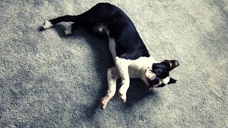 Boston terrier, Fun tricks to teach your dog, Easy dog tricks, Things to teach your dog Puppy tricks