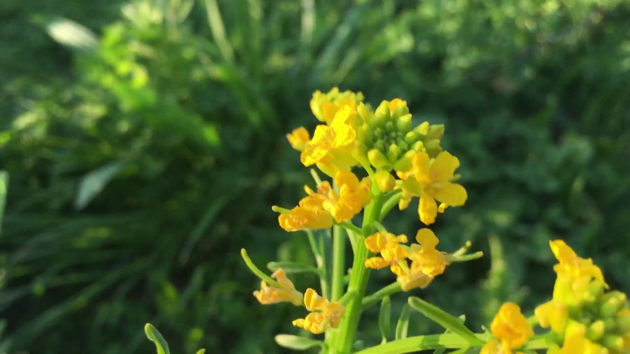 Land Cress (Barbarea verna) organic, The Delicious, Vegetables