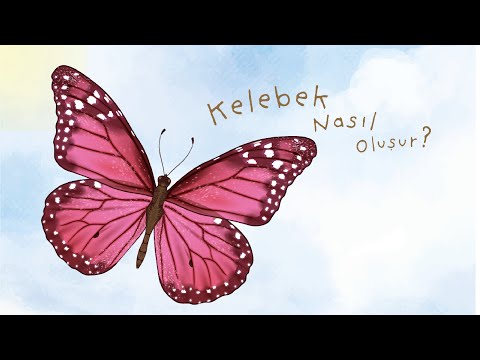 Video: Kelebek Nasıl Yetiştirilir - Çocuklara Tırtılları ve Kelebekleri Öğretmek