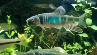 20160609 發情 平頜鱲日誌【 Zacco platypus オイカワ Pale chub 平頜鱲 】