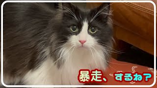 可愛い顔して暴走する猫｜ノルウェージャンフォレストキャット by まどろみのノルウェージャン's 133 views 1 year ago 2 minutes, 34 seconds