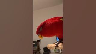🍅wuewuewuewuewue x5