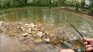 The Most Under Rated Fish in the Creek