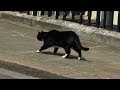 Palmerston Stalks Larry the Cat on Downing Street