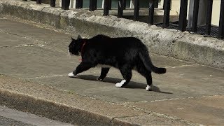 Palmerston Stalks Larry the Cat on Downing Street