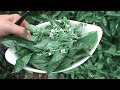How to use and store fresh basil from garden