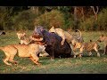 LEONES vs HIPOPOTAMOS DOCUMENTALES DE ANIMALES SALVAJES