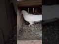 Roller kabootar gujarat   pigeon giribaazkabutar funny love birds pets bird natpets 