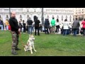 Aurien Sangre de Lobo - Saludos desde Santiago de Chile