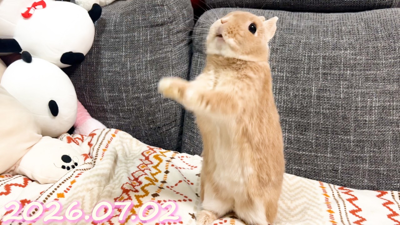つやつおやチュ!!!!🐰】毎日の約70秒ひなちゃん
