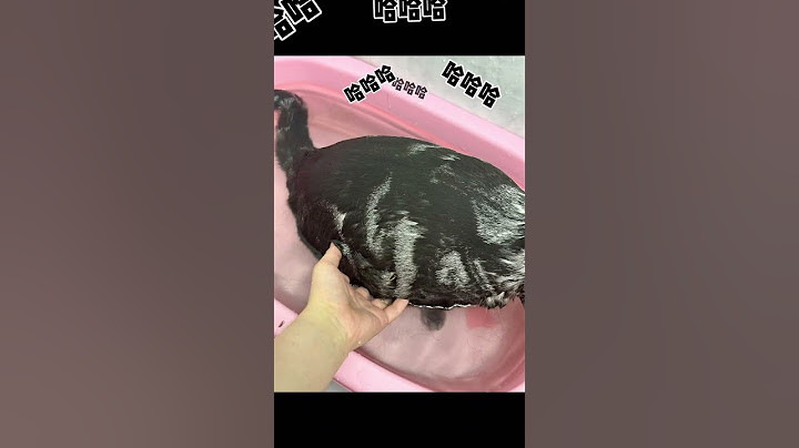 【牛奶是只猫】挑战一天洗九只猫，只能说最后确实好用