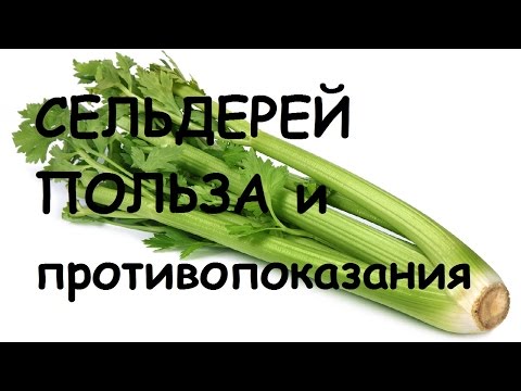 Сельдерей.  Полезные свойства и противопоказания.