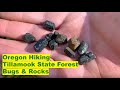 Tillamook State Forest Rocks and Bugs