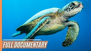 Aquarium Of The World - Mystic Gulf | Full Documentary