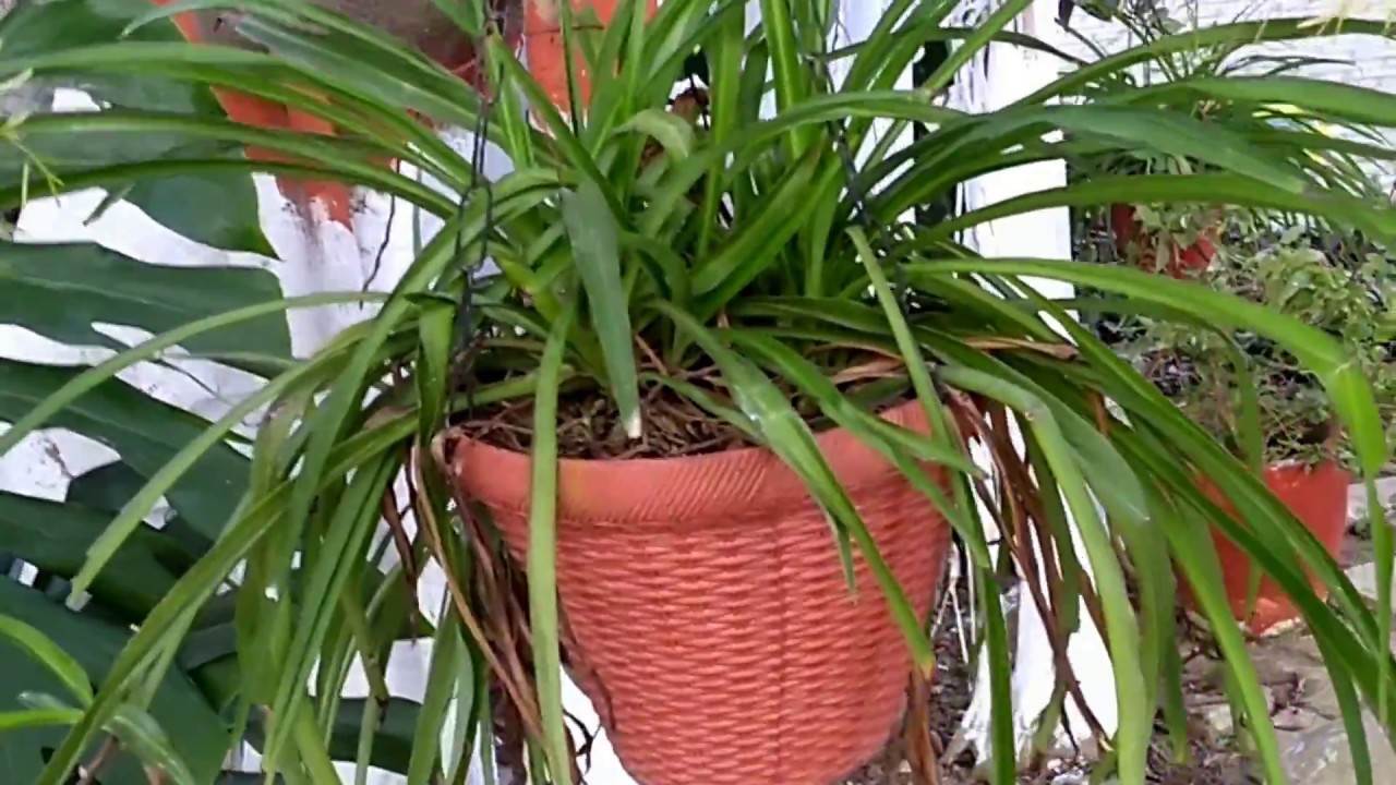 लटकने वाले पौधों की खूबसूरती (Different Types of Hanging Planter) (CCS
