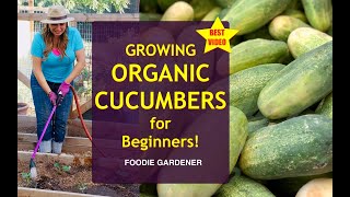 Growing ORGANIC Cucumbers for BEGINNERS 🌿 Grow Cucumbers in a Raised Garden Bed (Foodie Gardener) by Eden Maker by Shirley Bovshow 974 views 2 years ago 4 minutes, 55 seconds