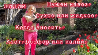 Чтобы лилии супер цвели!что делаем весной