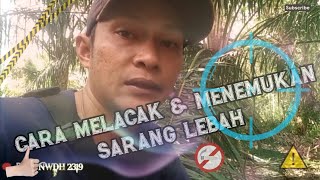 Cara Mencari Sarang Madu Lebah | ala 