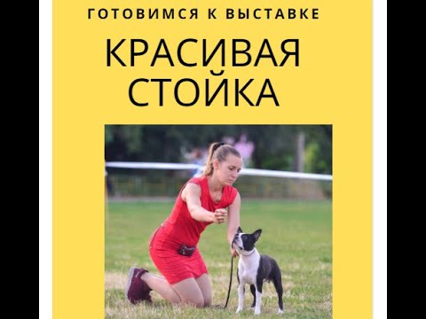 как начать показывать свою собаку в