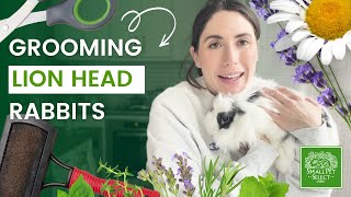 How To Groom A Lionhead Rabbit (Long Haired Rabbit Edition)