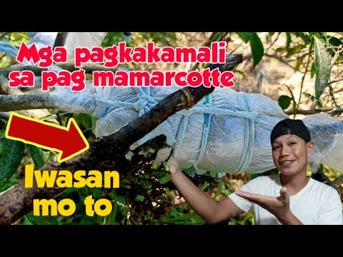 Video: Dracaena Pruning Guide - Paano At Kailan Ko Dapat Bawasan ang Isang Dracaena