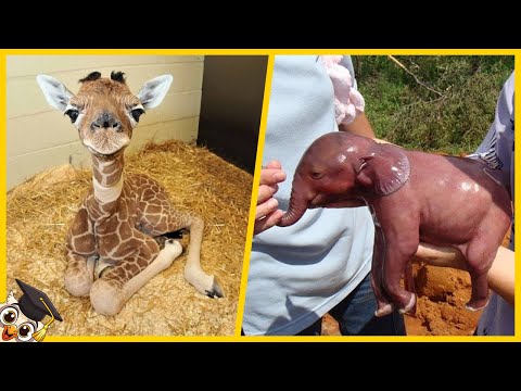 Die 10 süßesten Babytiere